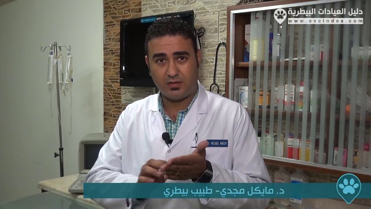 الأمراض الجلدية في الكلاب