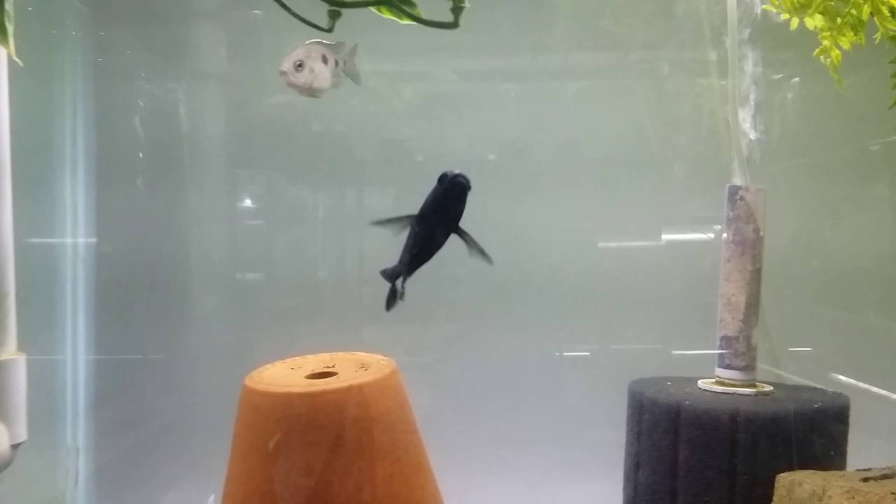 Copadichromis Trewavasae Ivoryhead Mloto Lupingu