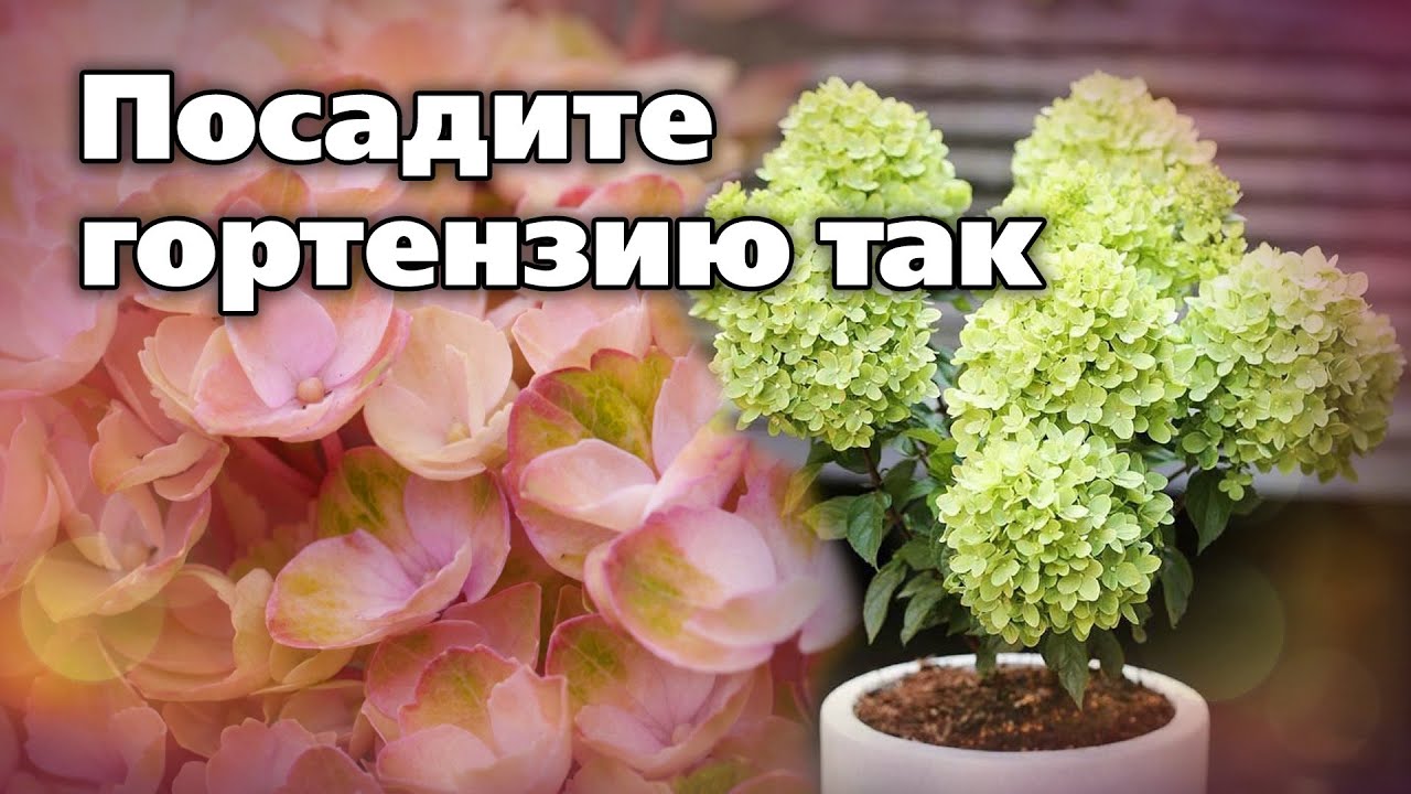 Высадка гортензии в кашпо.  Подойдет даже для маленького сада