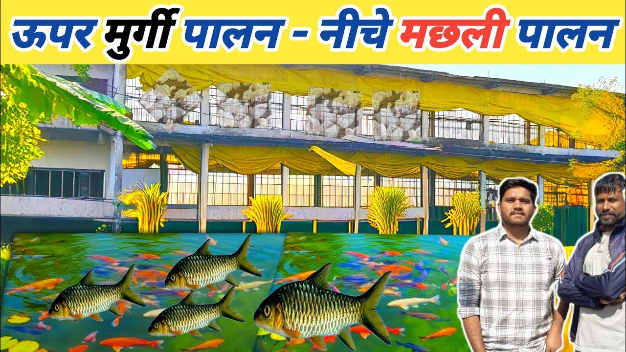 ऊपर दो मंजिला पोल्ट्री फार्म 