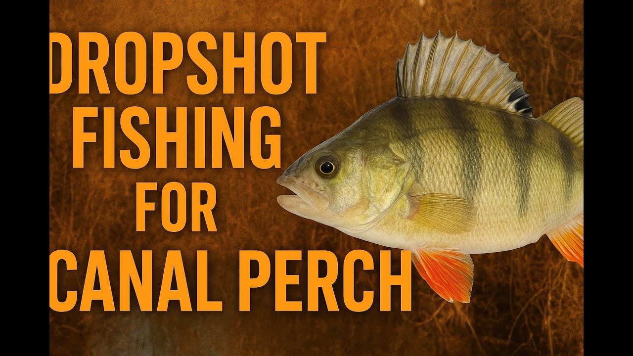 Dropshot Fishing for Canal Perch