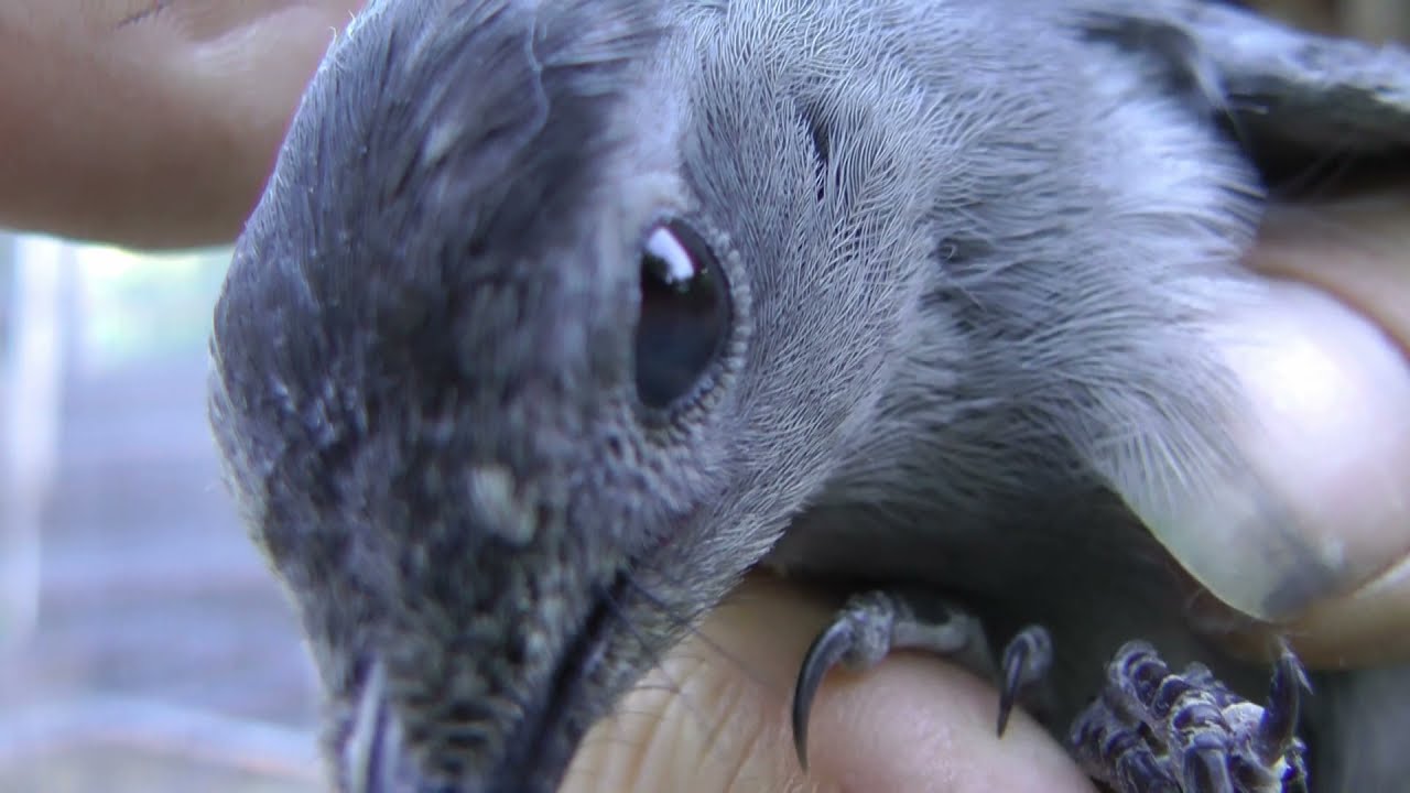 Bouncing Backyard - Examining a honeyberry stealing catbird, water tank, + Grafting A. Persimmon +