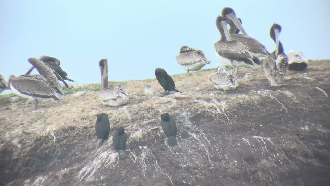 BIRD BEHAVIOR