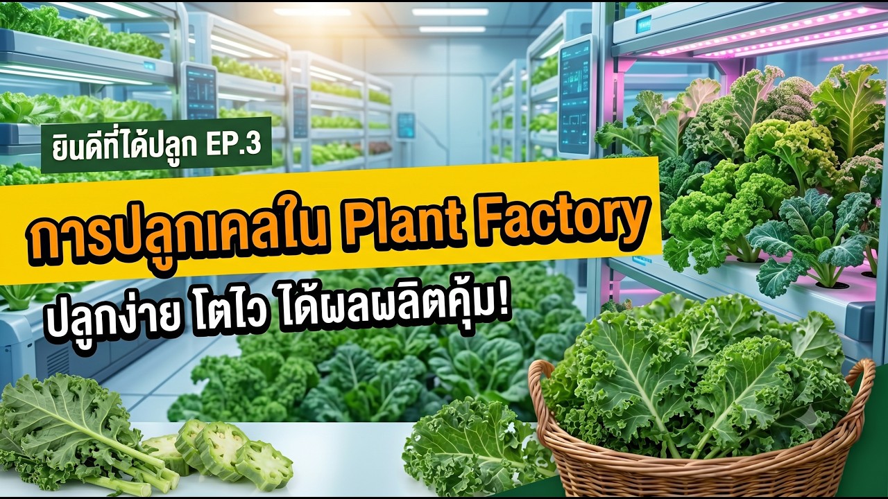 ยินดีที่ได้ปลูก EP3  การปลูกเคลใน Plant Factory