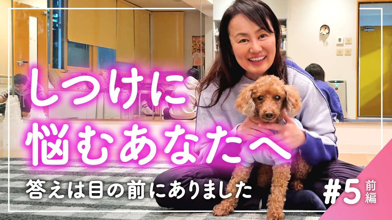 【犬のしつけ】答えは目の前にありました。しつけに悩んでいる方へ、16年間愛犬のトイプードルと歩んできた飼い主さんからお話を伺ってきました【第5話 前編】
