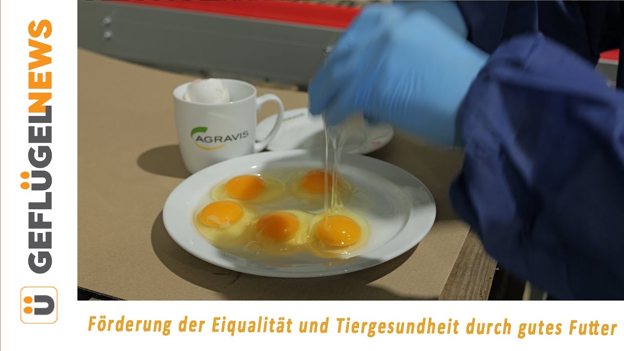 Förderung der Eiqualität und Tiergesundheit durch die Futtergabe