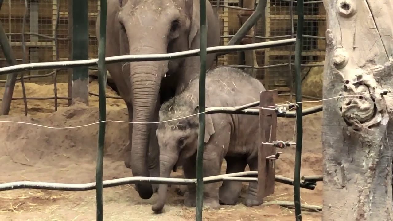 🎥🐘 LIVE VIRTUAL ZOO DAY: Meet the Asian elephant family! 😊
