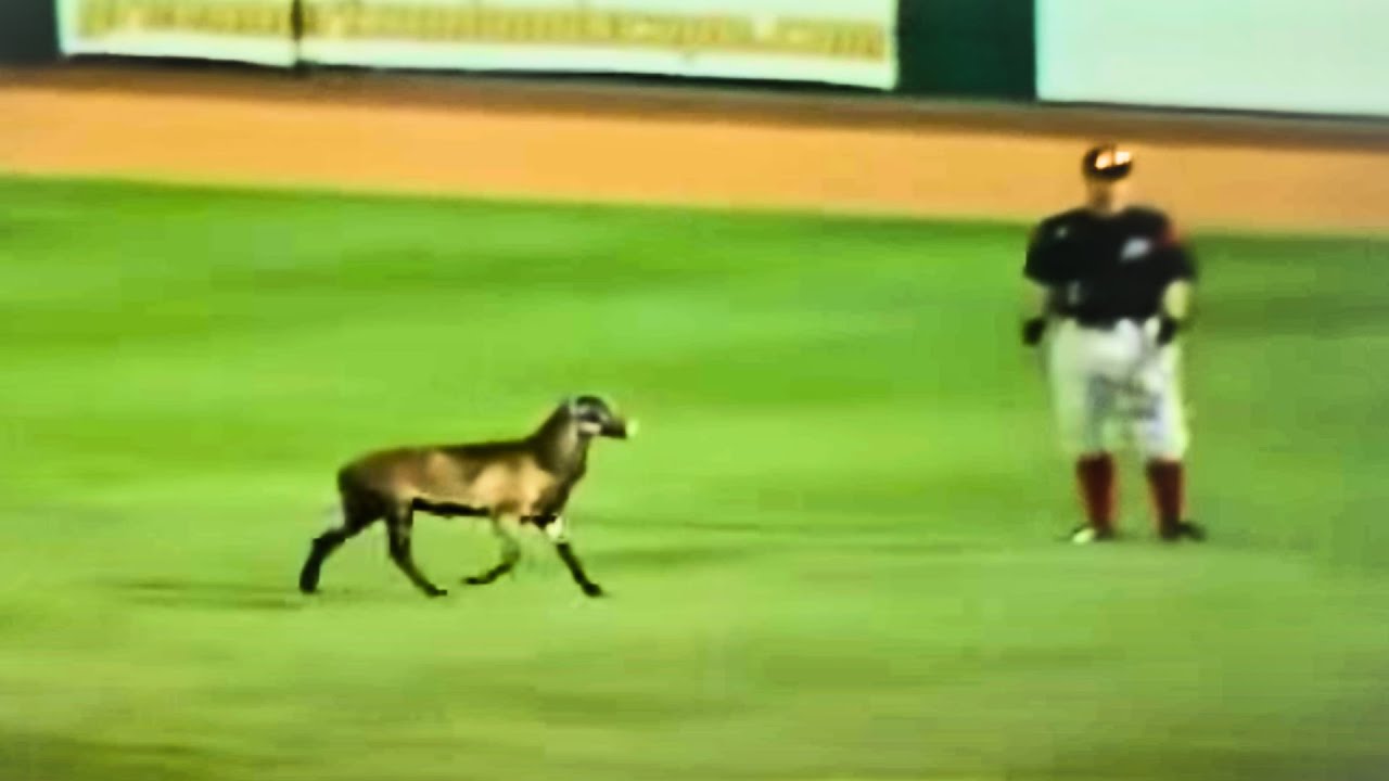 The Dumbest Reasons To Stop A Baseball Game