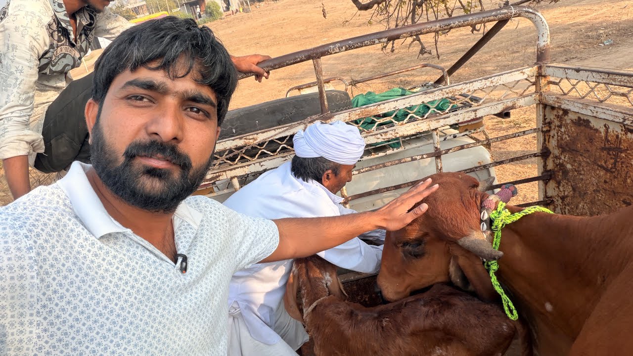 Aja hamne ek Gir gomata hamnne ache farm mi di 