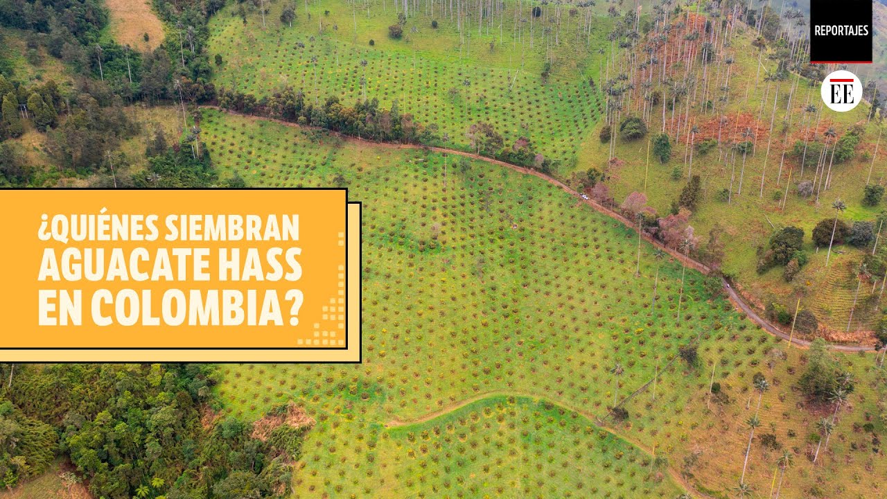 Lo que hay detrás de las 35.000 hectáreas cultivadas de aguacate hass | El Espectador