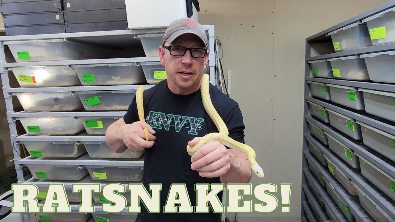 КРЫСОЗНЕВЫ, Джейсон Нельсон из Envy Reptiles. #змея #рептилии #оскары #домашниеживотные