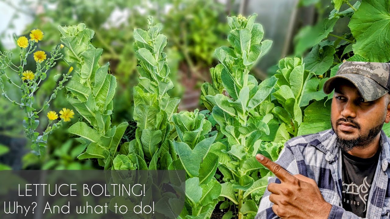 Why lettuce growing tall ! Or growing Flowers ! #lettuce #gardening #garden