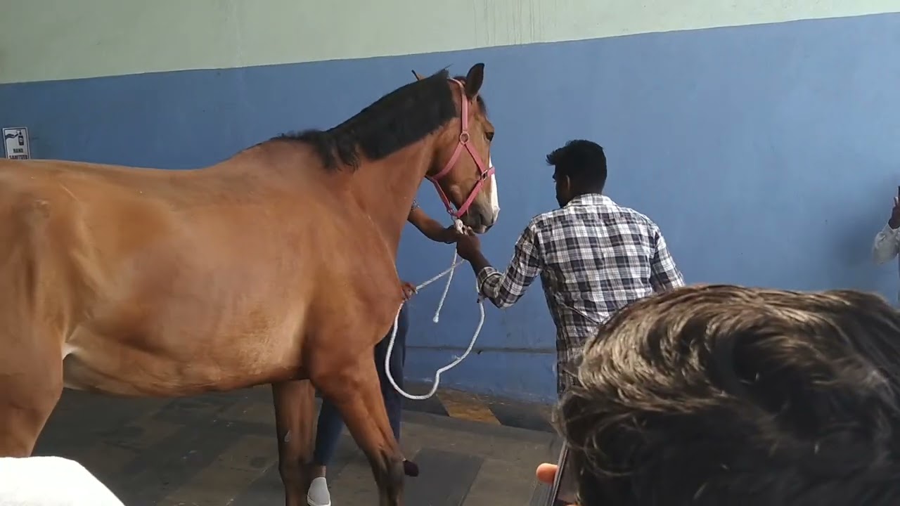 विदेशों से इश्तेहार horse 🐎 आते है सेफ्टी है प्लेन में 
