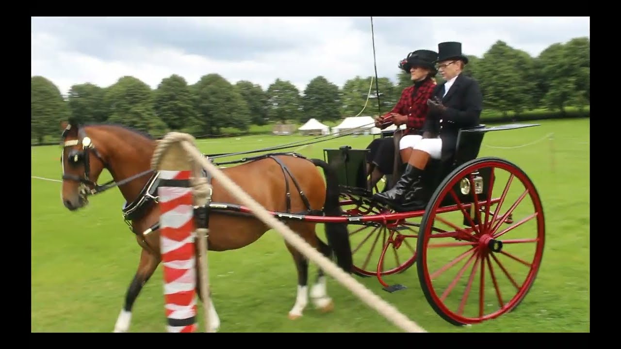 FULL WIDESCREEN Attelage Horse CITA Weekend 2024 Videos Beamish Museum #beamish #horsemanship #horse