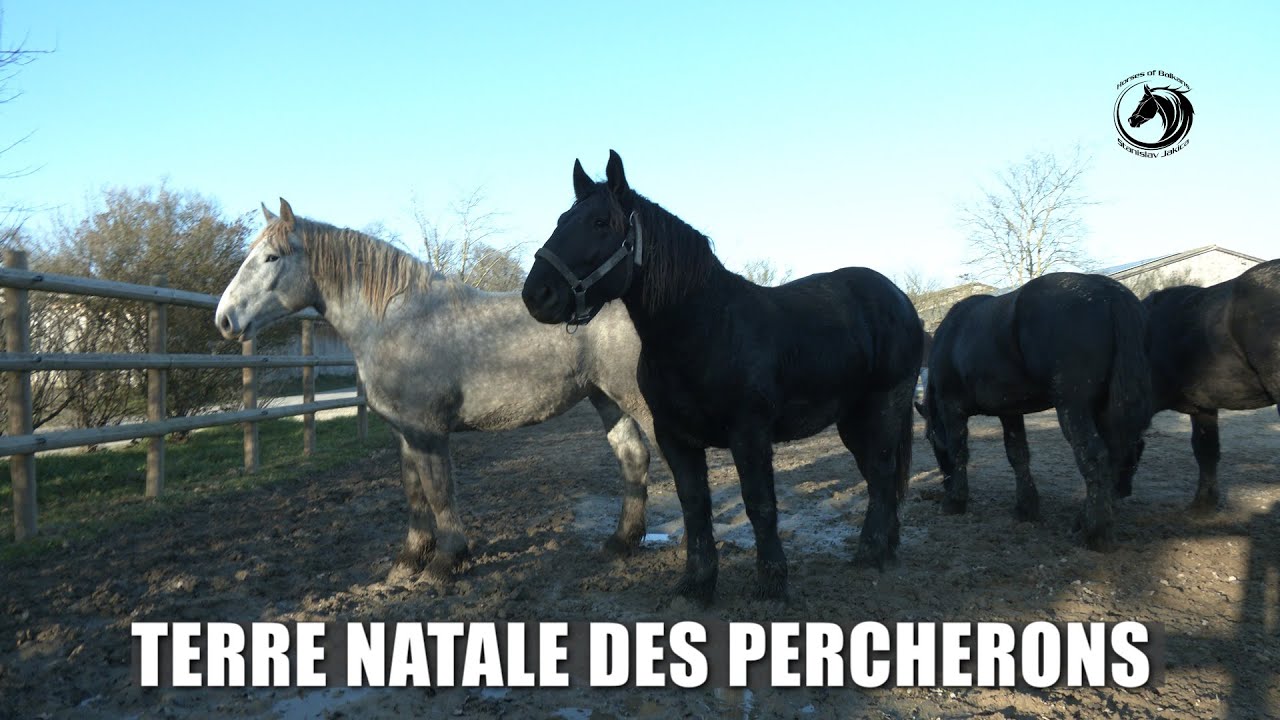 - POSTOJBINA KONJA  PERCHERONA-