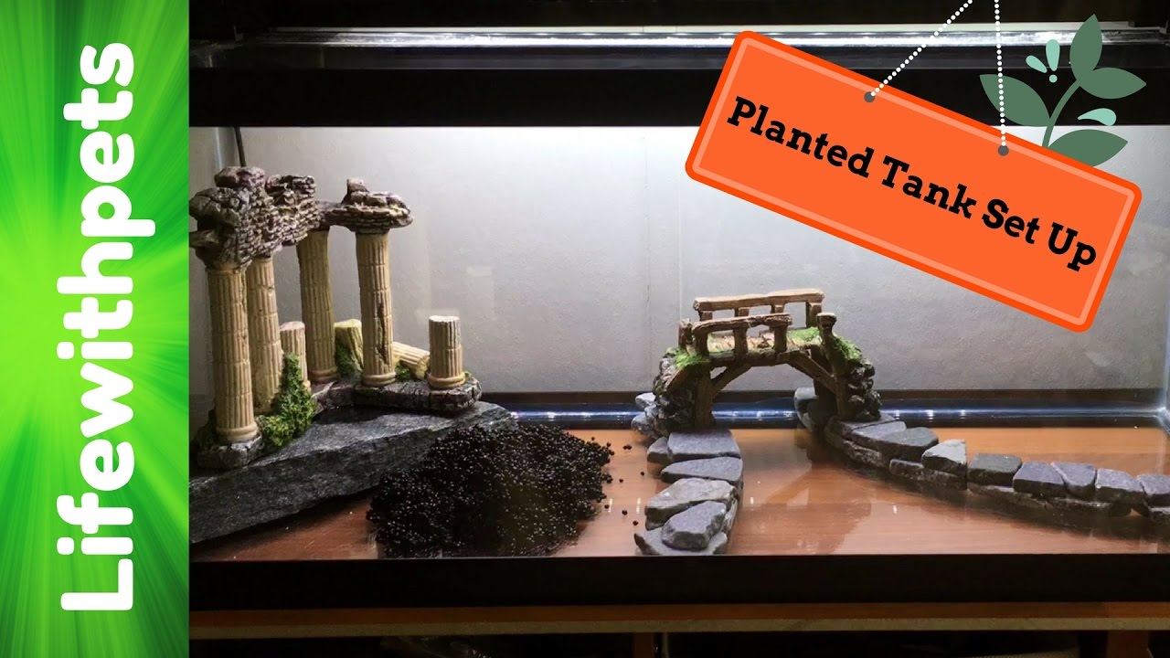 How to Set Up a 20 Gallon Planted Aquarium (Low Tech)