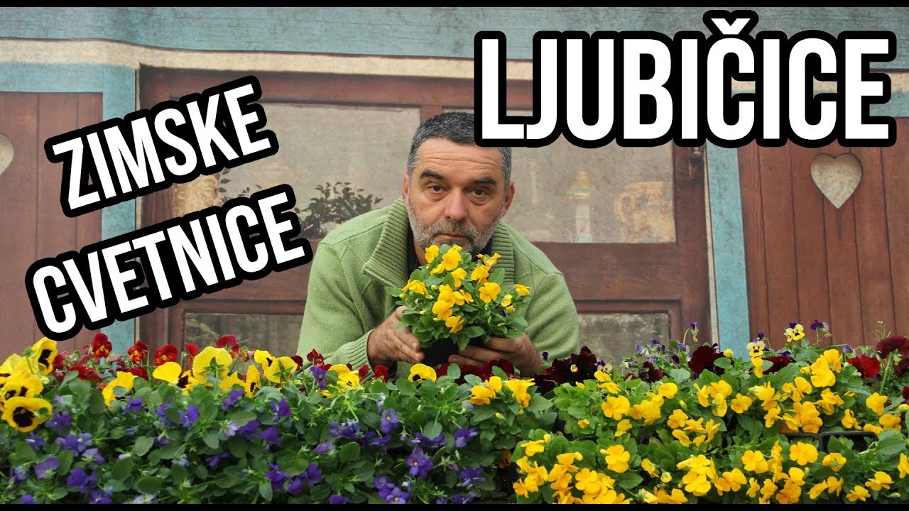 Ljubičice-Viole zimske cvetnice