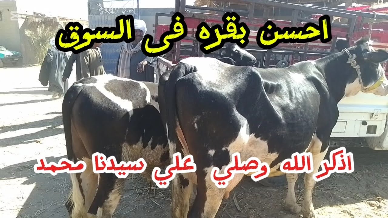 اسعارالبقرالوالد داخل سوق  كوم امبو ١٢/٢/٢٠٢٦