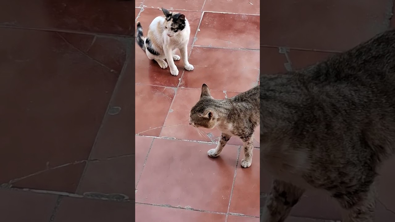 ماشاء اللہ خوبصورت بلیاں 🐈🐈🐈🐈