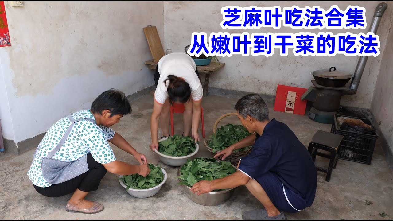 芝麻叶吃法合集：从嫩叶到干菜的，很多种芝麻叶吃法，又是一年的种植，收获满满