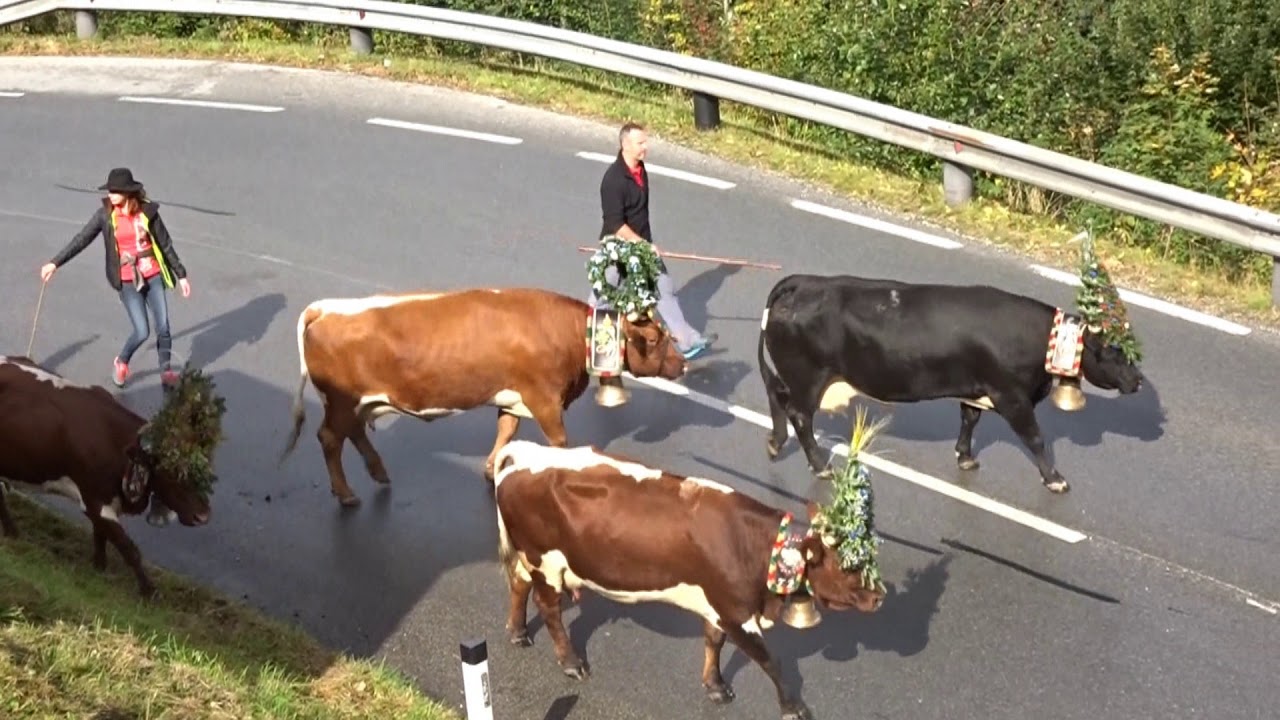 Almabtrieb Zillertal Haus Schweiber 2019