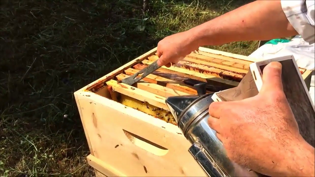 Kestane Balı Hasadı Rize Maskesiz bal sağımı