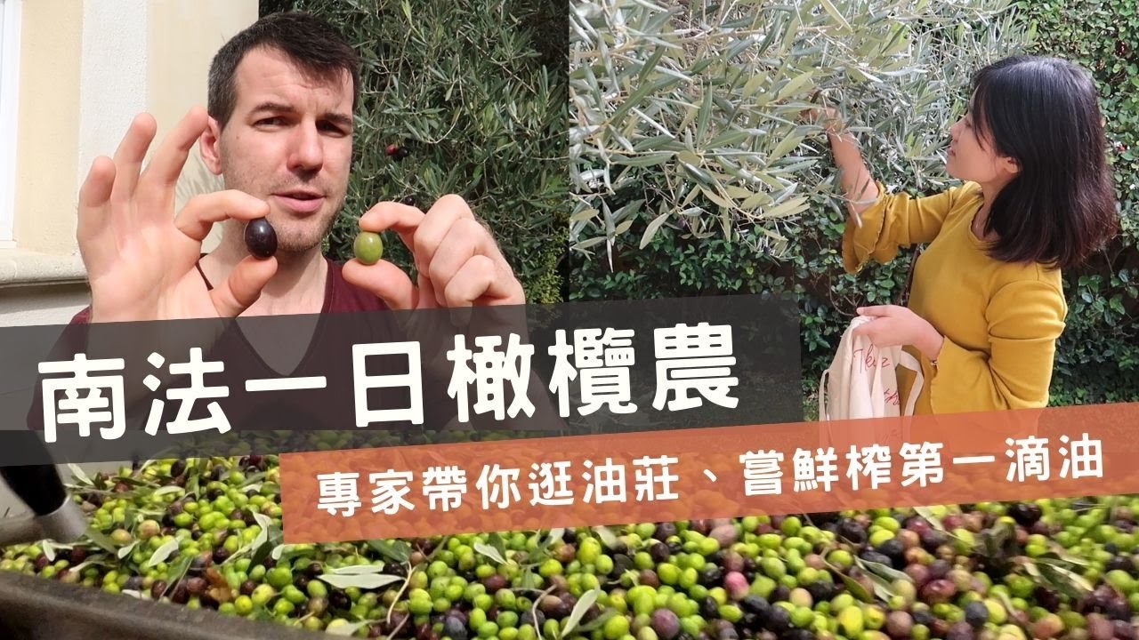 一日南法橄欖農，法國橄欖油專家帶你逛油莊！什麼是低溫萃取初榨橄欖油？綠橄欖跟黑橄欖不一樣嗎？橄欖摘下來怎麼吃？