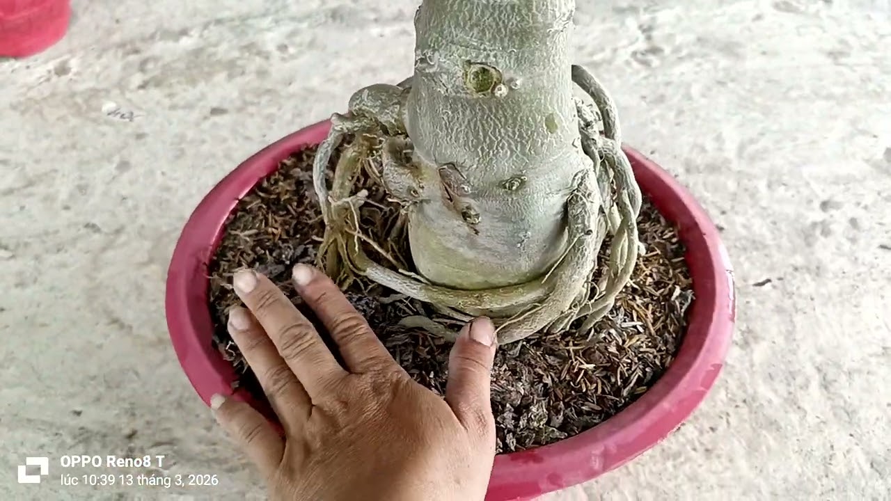 13/3/2026/cây sứ ghép đại phát tài (200k) LH 0702991475