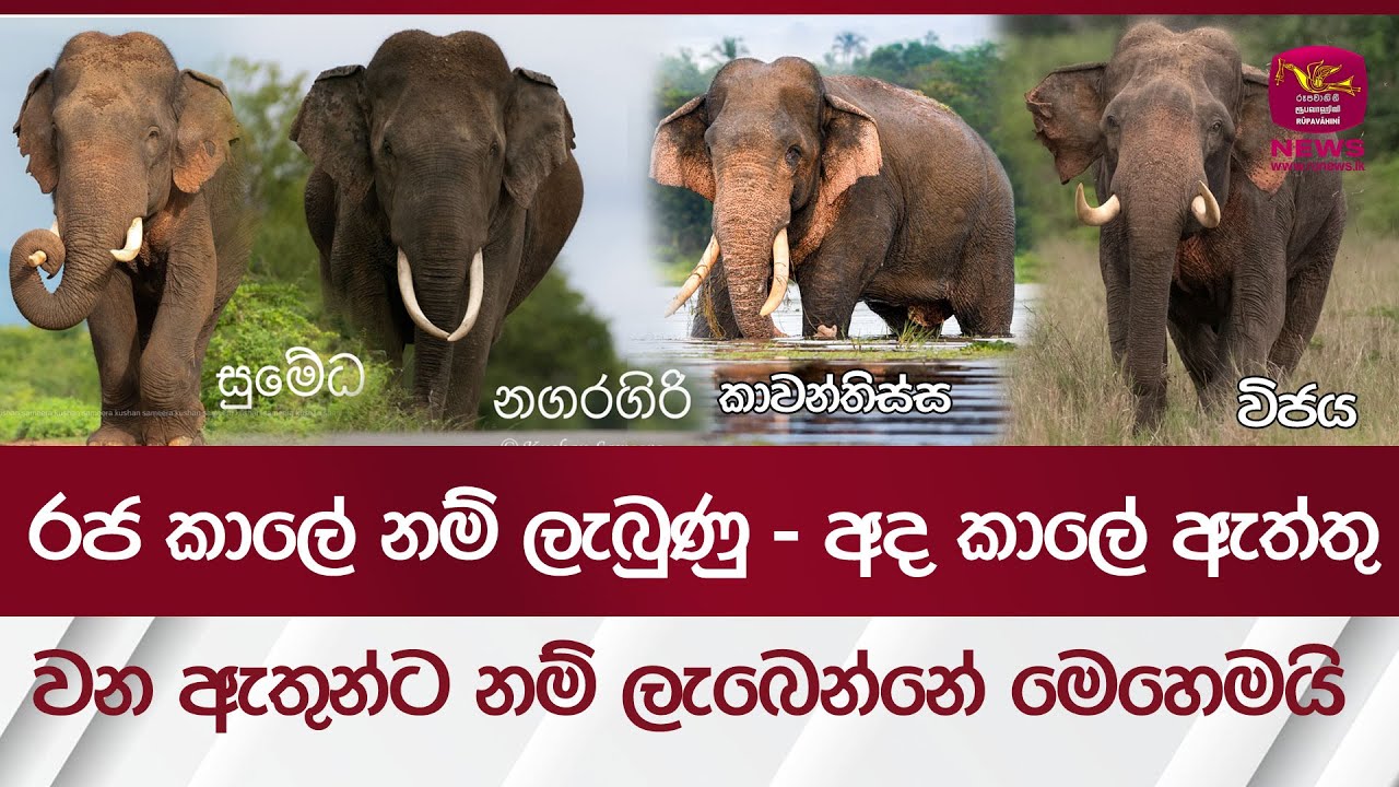 රජ කාලේ නම් ලැබුණු - අද කාලේ ඇත්තු - වන ඇතුන්ට නම් ලැබෙන්නේ මෙහෙමයි | #rupavahininews |