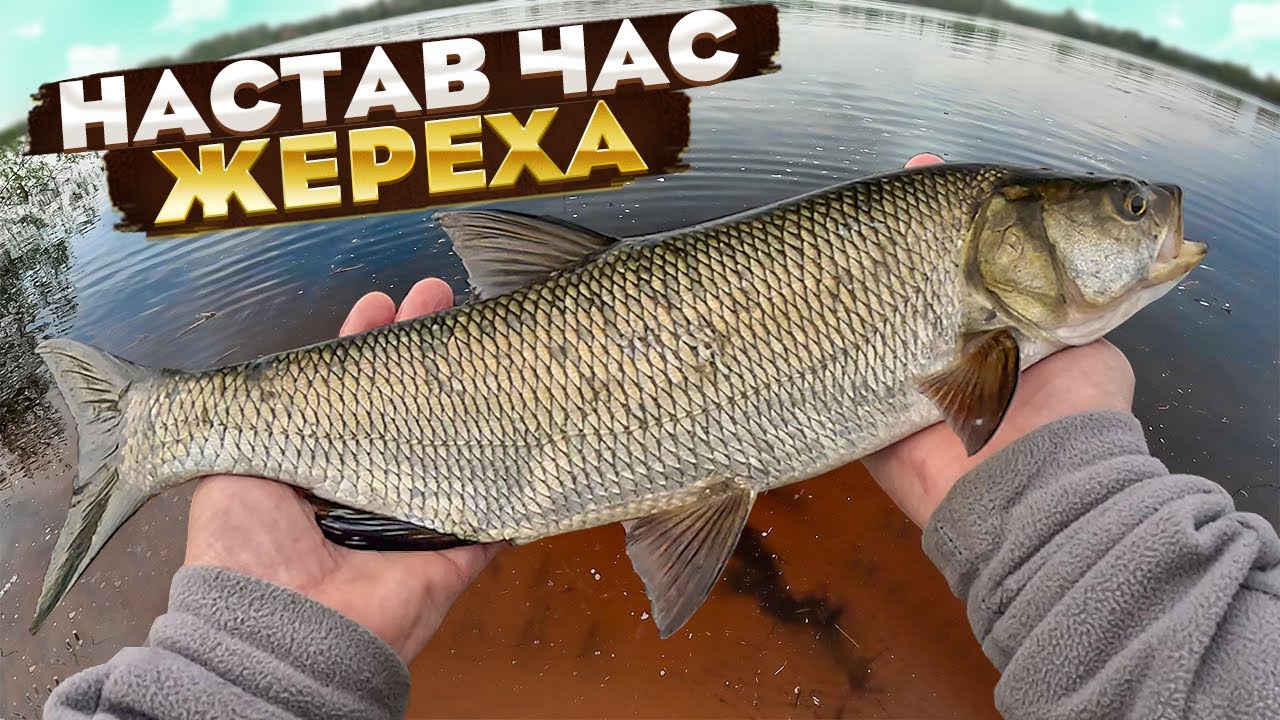 ЧАС ЖЕРЕХА НАСТАВ: ловлю весняного жереха на пількери
