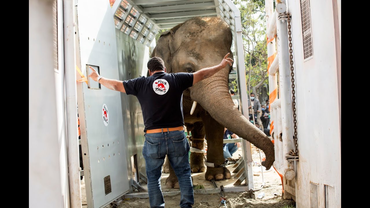 Kavaan the elephant being prepared for his departure to Cambodia Wildlife Sanctuary