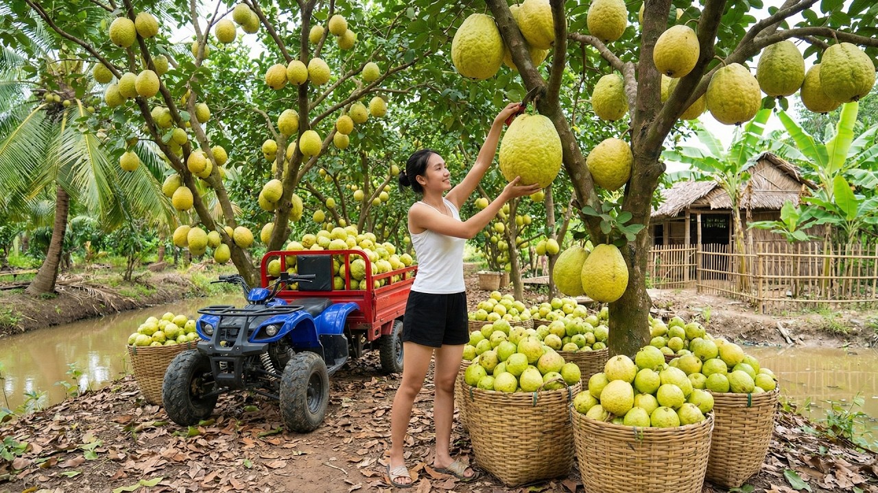 Harvesting 500KG of Giant Guavas, Transporting Them to Market by 4-Wheel Vehicle!