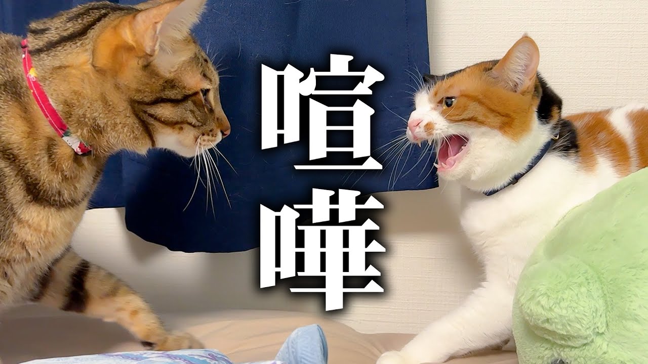 【重症】飼い主が一歩も歩けなくなったので、猫たちが優しく看病してくれると信じていました。