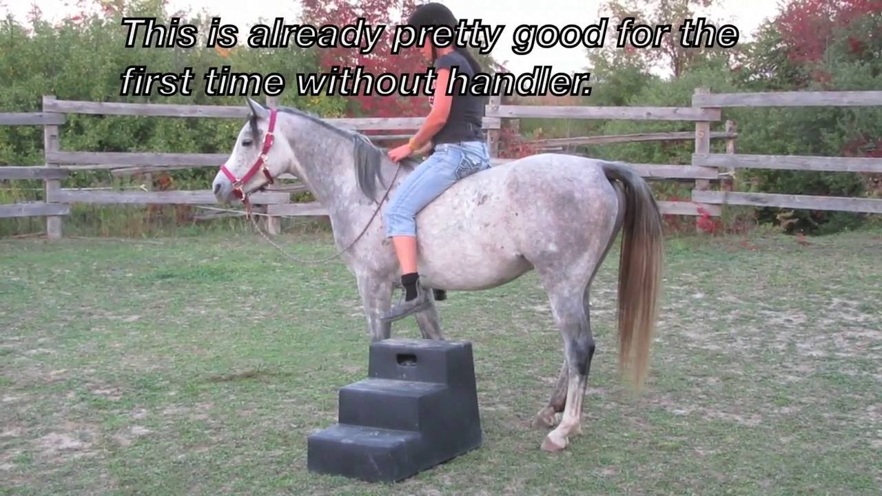 Training Blitz: First Ride on Young Unbroke Horse