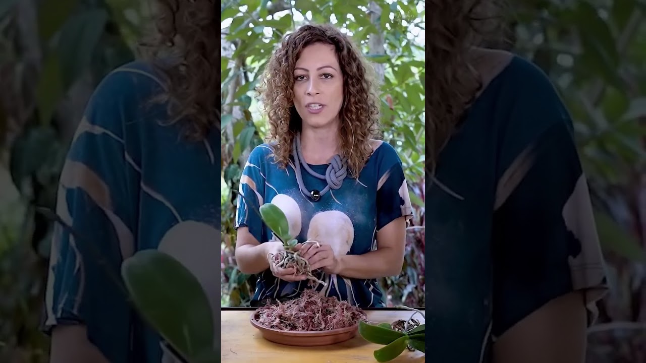 Como PLANTAR ORQU&Iacute;DEA em VASO