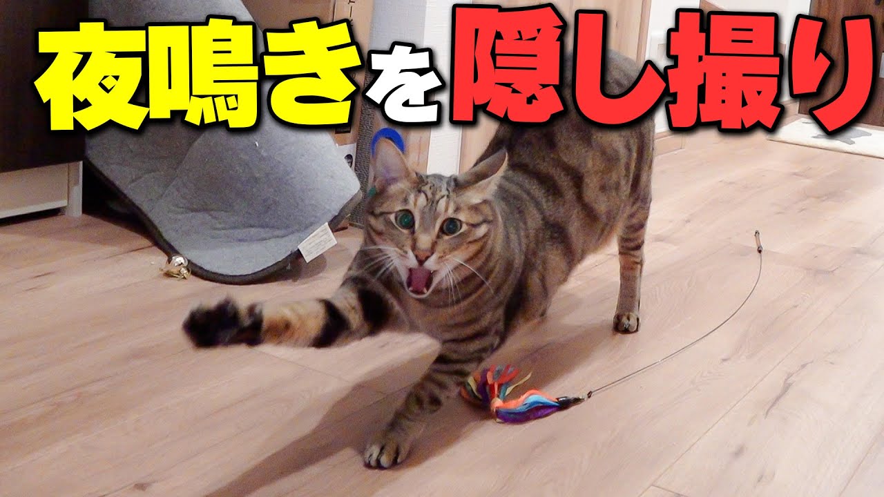 猫の夜鳴きがすごかったので隠し撮りしてみたらまさかの行動にwww