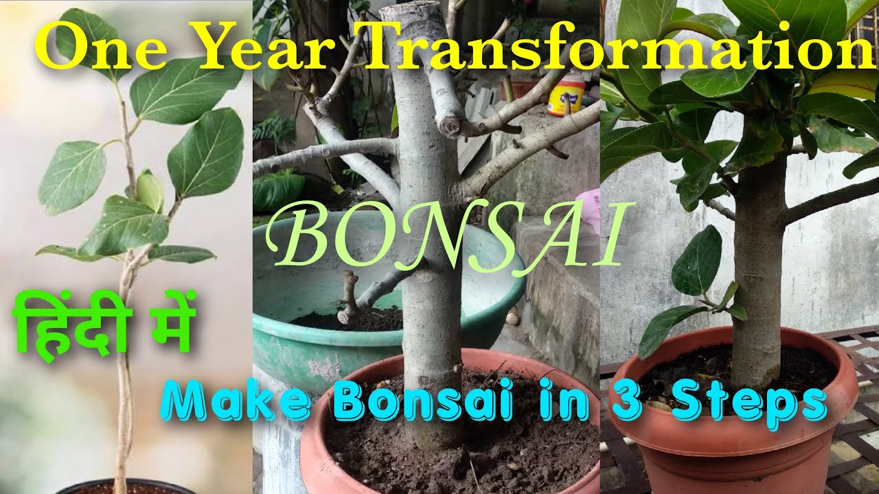 How To Make Banyan Tree Bonsai , Bonsai In 1 Year । बरगद की कटिंग कैसे लगाएं #banyantree #bonsai