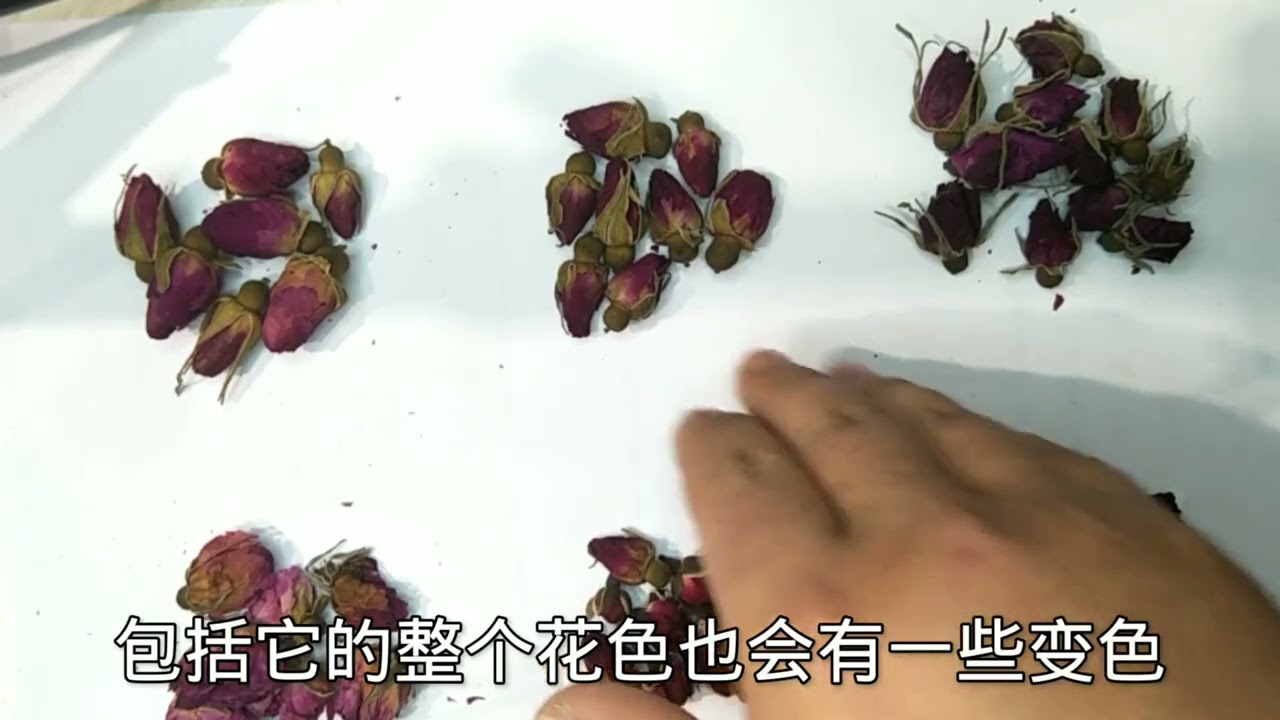 揭秘系列——玫瑰花：玫瑰花鉴别手册，你能认出来熏硫玫瑰吗？#听说发第二遍会火#玫瑰花 #中药 #中药鉴别 #重瓣玫瑰