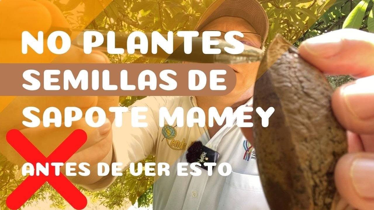 No plantes semillas de sapote mamey antes de ver este video