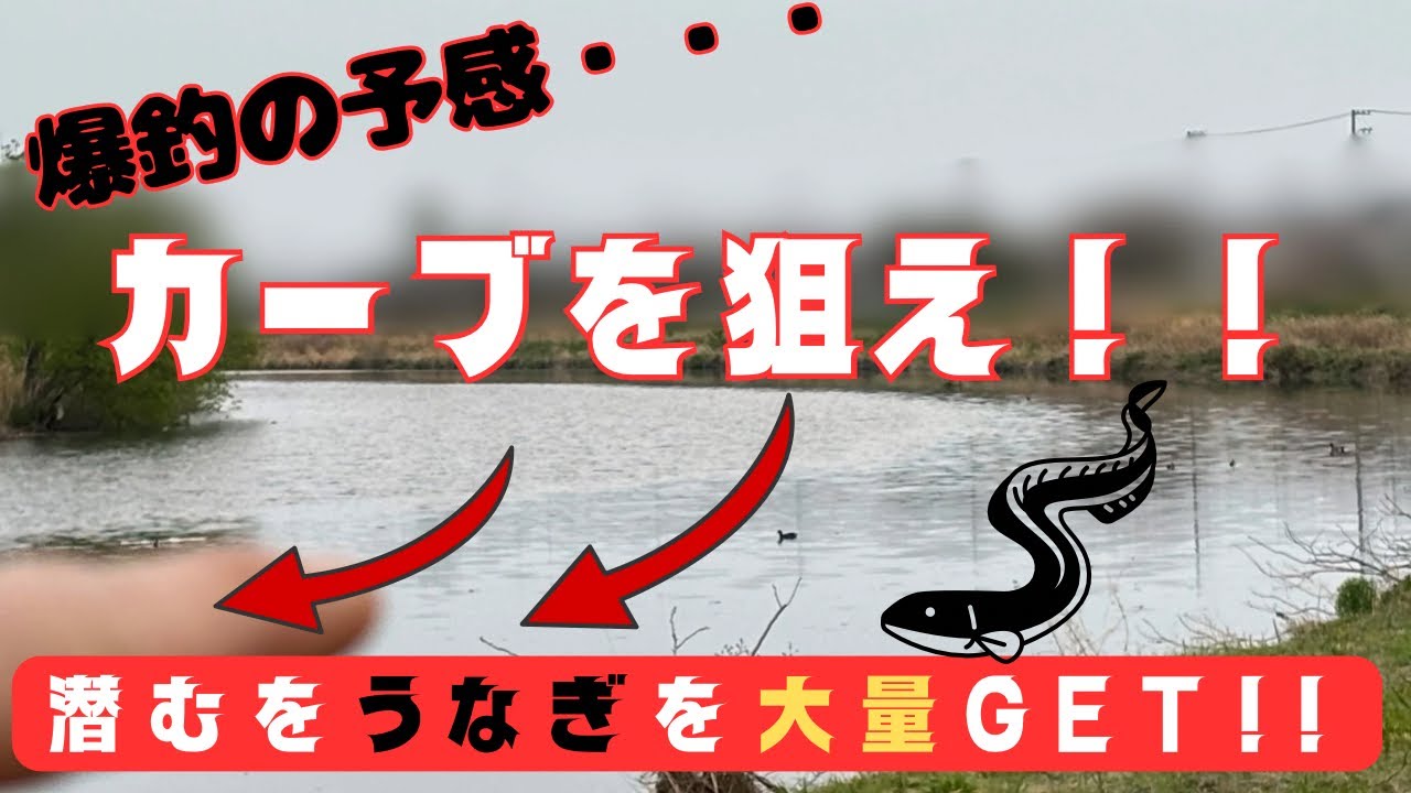 【うなぎ釣り】カーブを狙え‼️川の曲がりに鰻は潜む‼️