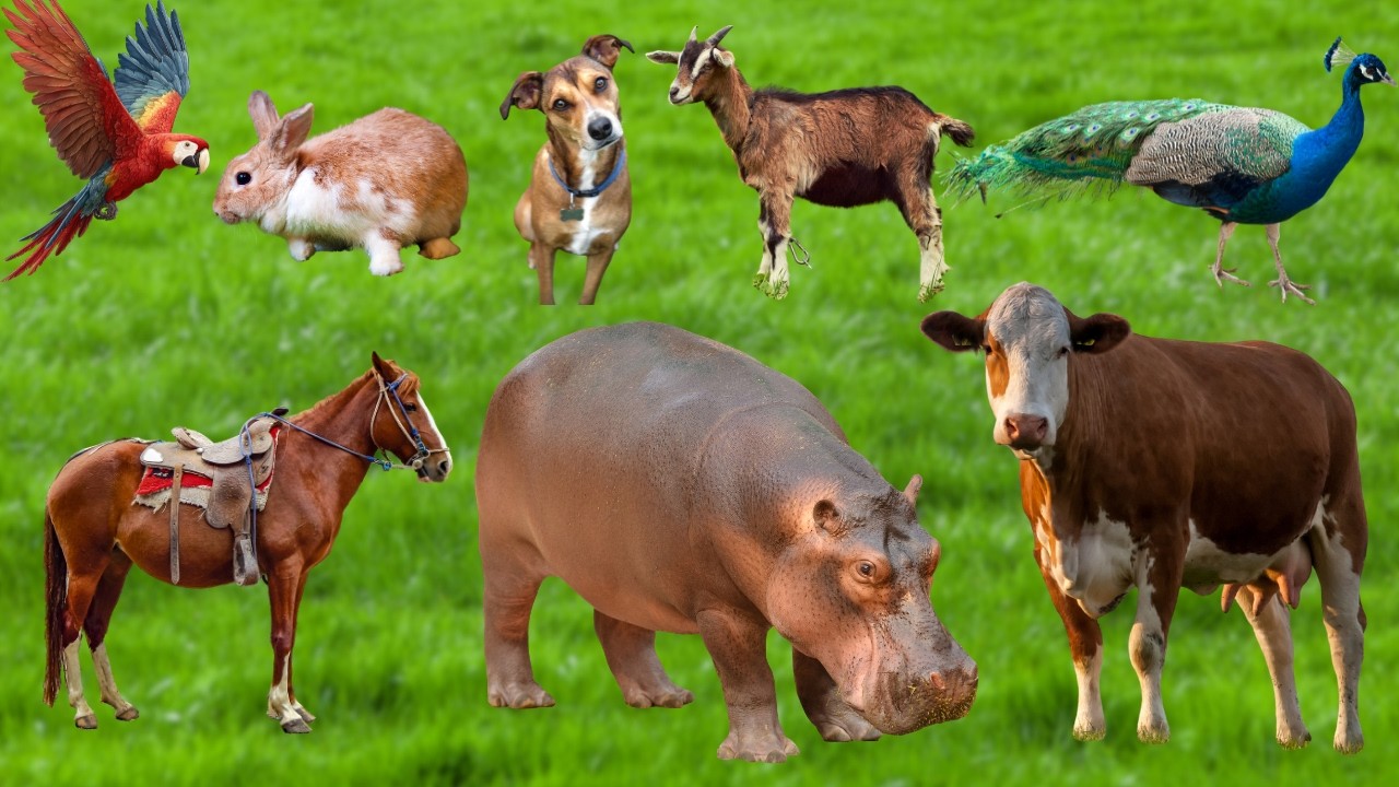 Wild & Farm Animal Sounds | Real Animal Voices | Learn Animal Names & Sounds