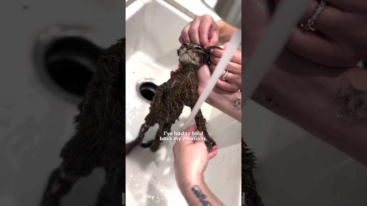 Skinny Kitten Covered In Paint Turns Into A Fluffy Teddy Bear | The Dodo