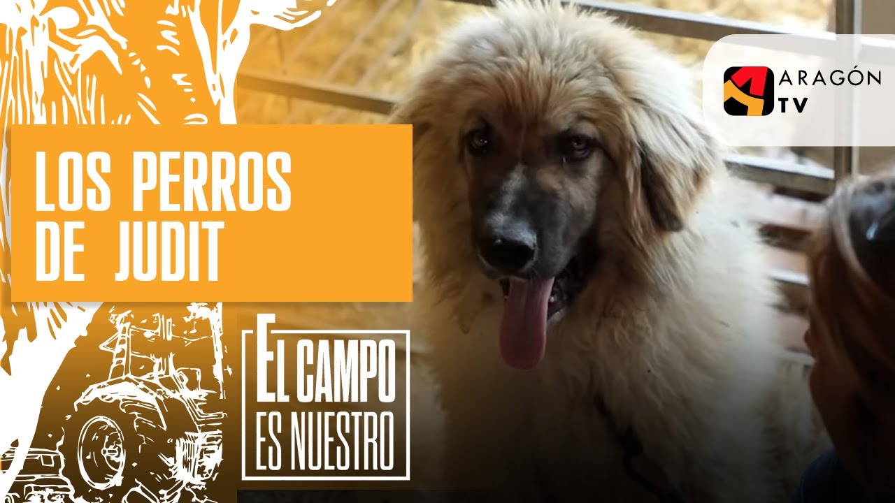 Los perros de Judit son puro amor