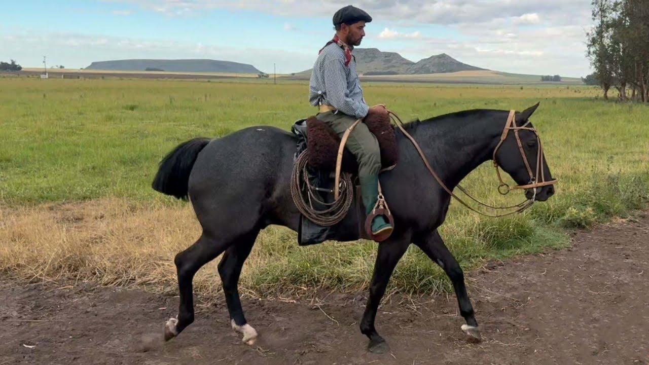 Caballo moro destacado completo y garantido $7.800.000 LOSEQUINOS.COM