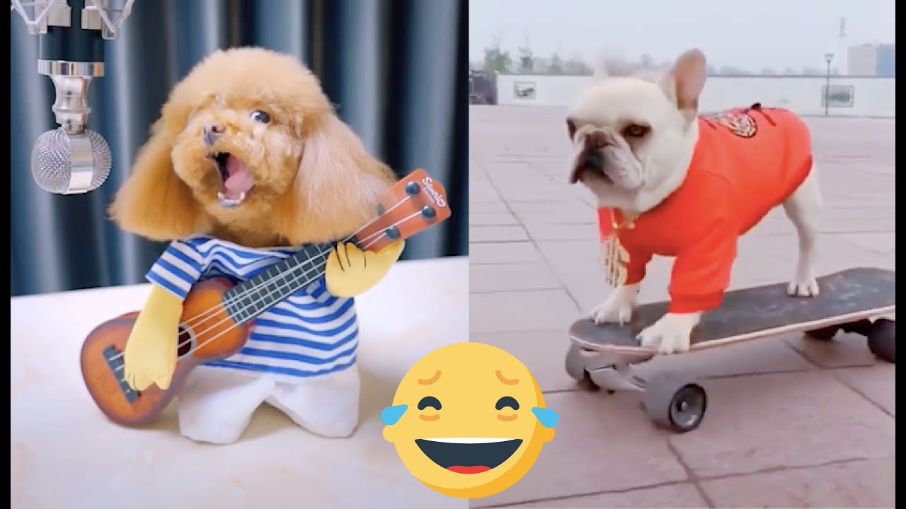 Entretenimiento mascotas, Tik tok animales chistosos y divertidos