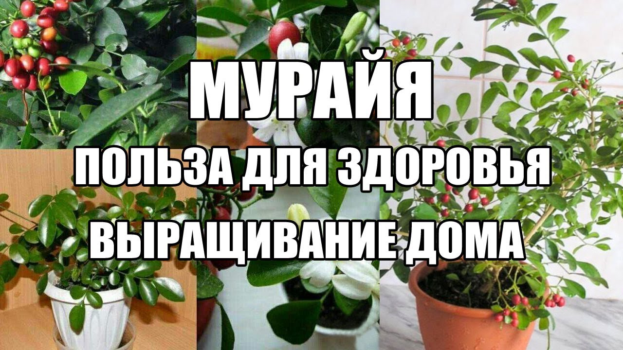 Муррайя удивительный цитрус. Польза здоровью от муррайи.  Выращивание муррайи дома