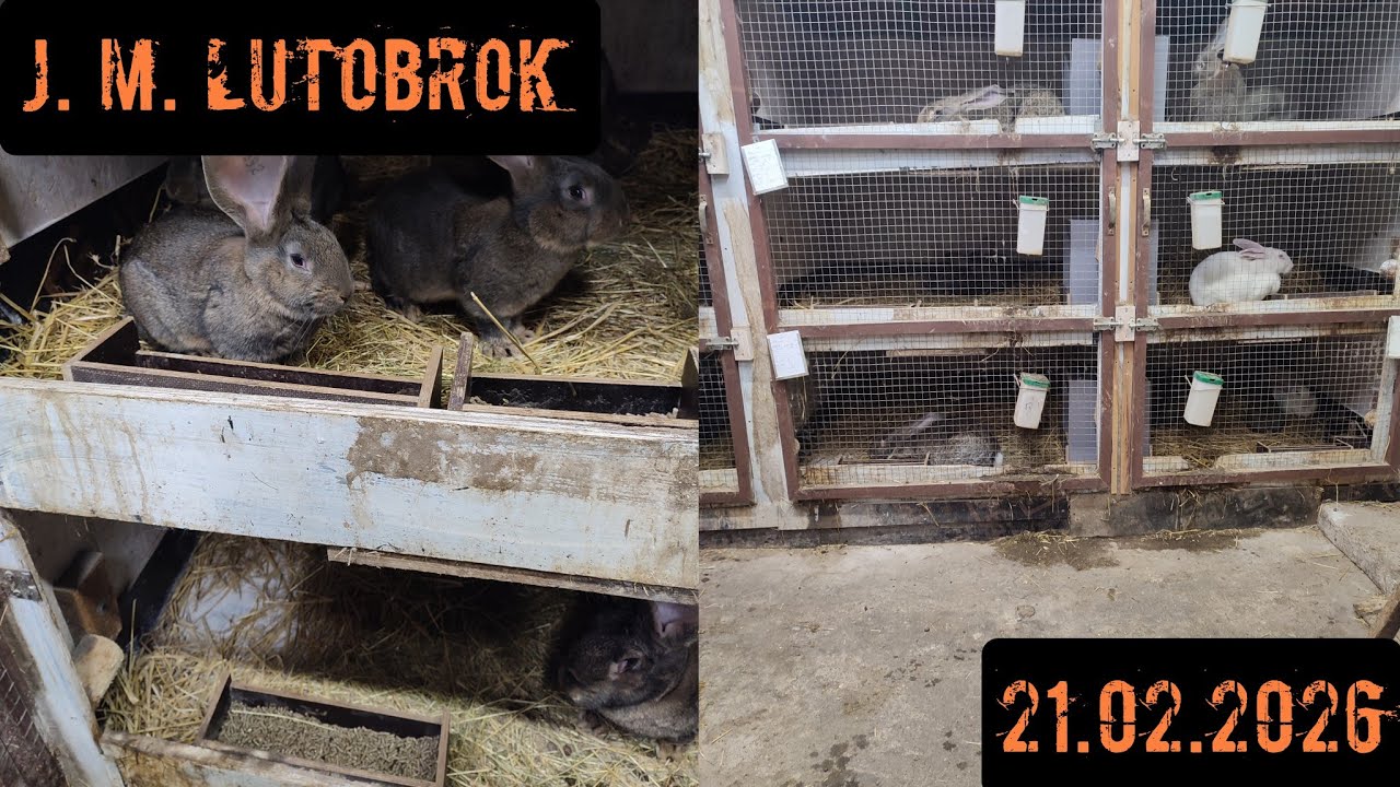 Maluchy żywienie - wr&oacute;ciłem do granulatu. Klatki rozrodcze pustoszeją powolutku.