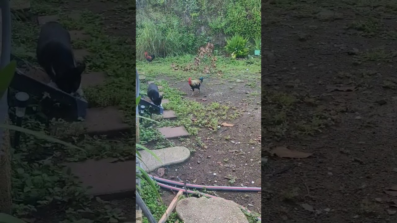 Gatos #shortsvideo #gatos #cats #funnycats #shorts #cats_and_fun44
