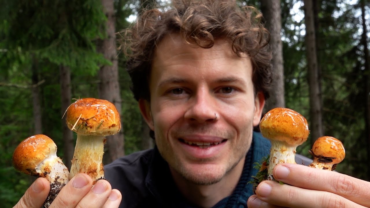 Die Pilze drehen durch! Unglaubliche Artenvielfalt beim Pilze Sammeln im September 2024 in den Alpen