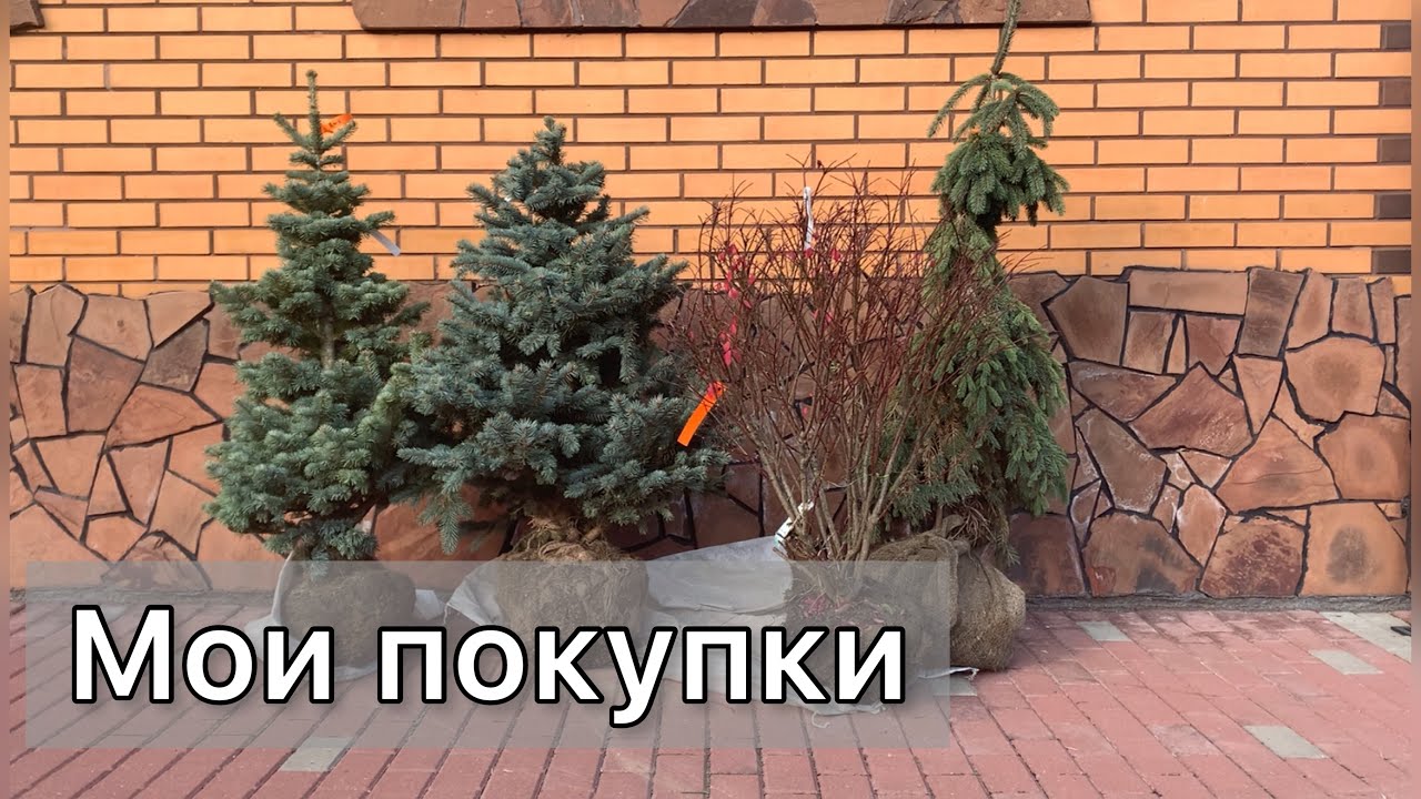 Новые растения для сада. Посадка ели 
